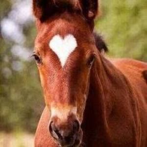 Meet your Posher, Behindthe